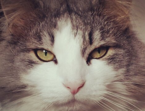 occhi di gatto