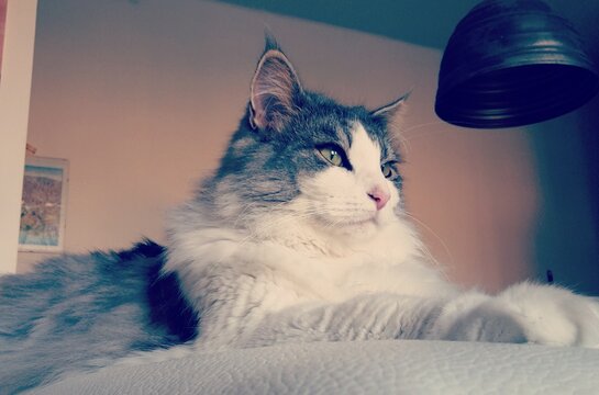 gatto norvegese delle foreste