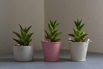 Fototapeta premium Three small potted succulents lined up neatly. Each plant shows green, pointed leaves. Pots vary in color: white, pink, and off-white. Succulents sit on a smooth, textured surface