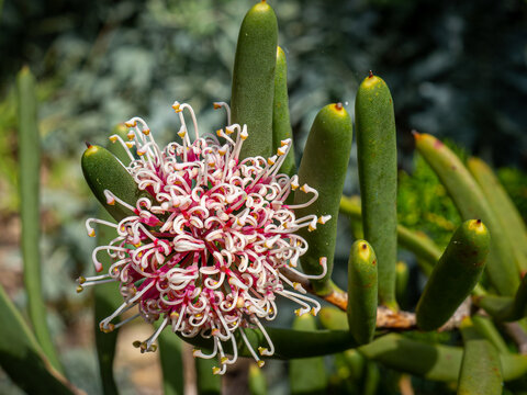 Hakea clavata 