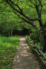 Fototapeta premium A well-maintained walking path in the middle of a forest