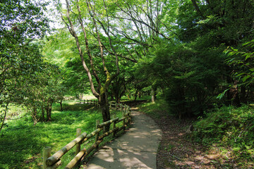 Fototapeta premium A well-maintained walking path in the middle of a forest