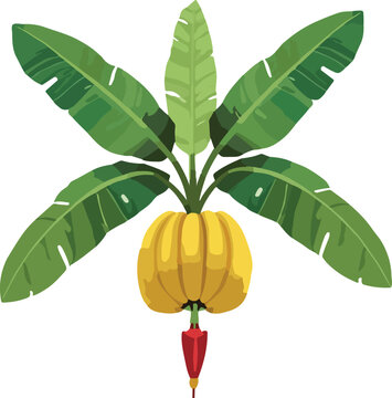 Vector illustration of mango fruit with leaf, tropical nature food icon design, colorful summer plant and garden illustration