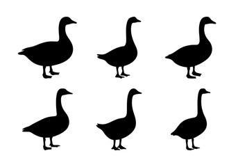 Six black and white geese standing in a row - A clean vector illustration of six geese with black and white coloring, standing side by side in a simple, aligned formation. © Tanjila