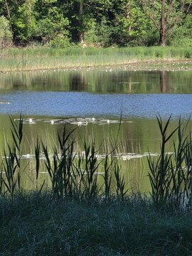 lago con ninfee