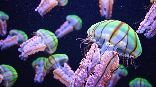 Slow motion tracking shot of jellyfish drifting and pulsing through dark aquarium tank with bioluminescent glow