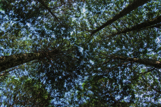 Looking up at tall cedar trees in the forest