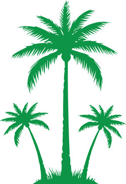 Tropical Palm Tree Silhouette Vector Illustration Isolated on White Background