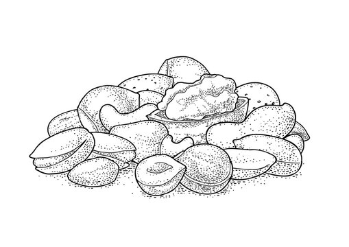 Stack with whole and half nut seed hazelnut, peanut, almond, cashew, pistachio, walnut. Vintage black vector engraving illustration isolated on white. Hand drawn design element for label and poster