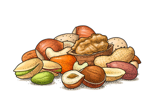 Stack with whole and half nut seed hazelnut, peanut, almond, cashew, pistachio, walnut. Vintage color vector engraving illustration isolated on white. Hand drawn design element for label and poster