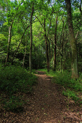 Fototapeta premium Mountain path overgrown with lush trees and greenery