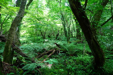 Obraz premium dense wild forest in the spring sunlight 