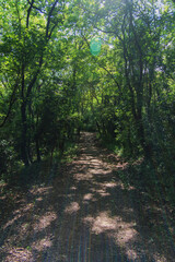 Fototapeta premium A natural tunnel formed by lush trees in the forest