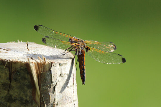 The scarce chaser (Libellula fulva) brown dragonfly close-up, green blur background, summertime, Europe, Latvia. Female, juvenile.