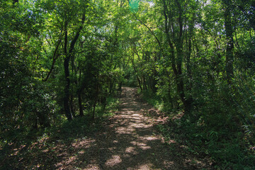 Fototapeta premium A natural tunnel formed by lush trees in the forest