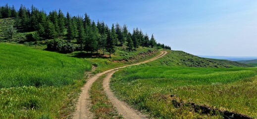 Winding dirt road passing through lush green fields and pine trees under a clear blue sky, creating a peaceful rural landscape in the countryside. © Onur