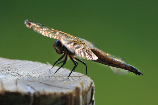 The scarce chaser (Libellula fulva) brown dragonfly close-up, green blur background, summertime, Europe, Latvia. Female, juvenile.