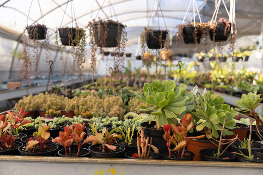 Cluster of potted succulents is sitting on metal bench in greenhouse, with hanging baskets above