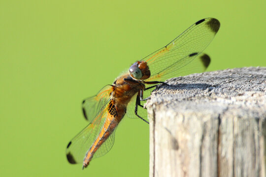 The scarce chaser (Libellula fulva) brown dragonfly close-up, green blur background, summertime, Europe, Latvia. Female, juvenile.