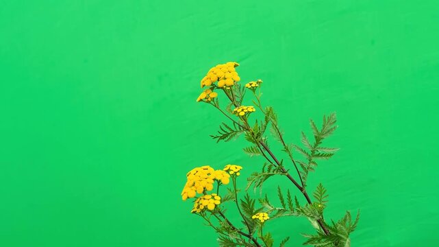 Yellow tansy flowers isolated on  green screen.