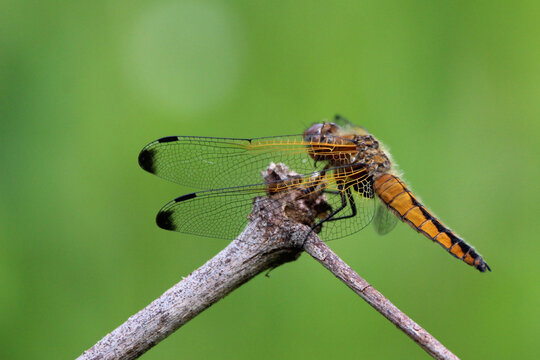 The scarce chaser (Libellula fulva) brown dragonfly close-up, green blur background, summertime, Europe, Latvia. Female, juvenile.