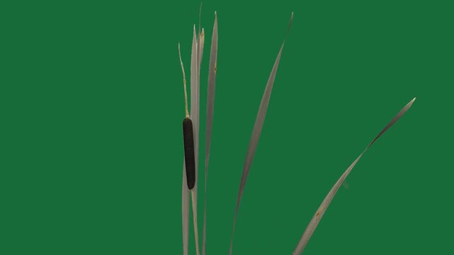 Brown cattail plant isolated on a green screen chroma key.