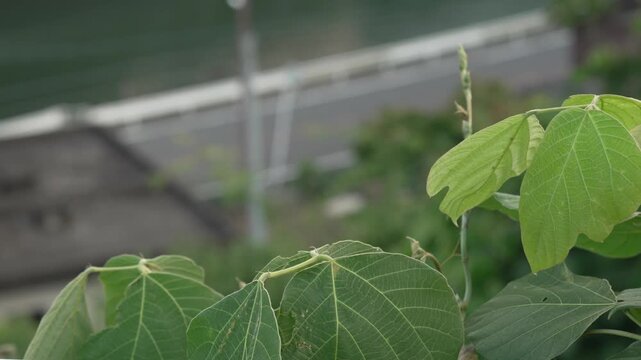 のどかな田舎道と手前に映える緑の大きな葉 4K（クローズアップ・固定撮影）
