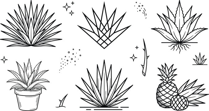 Blue agave plant and tequila production line icon set with succulent leaves cactus potted pineapple vectors