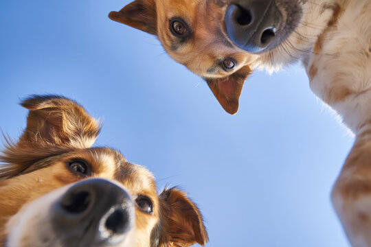 Two dogs with different fur colors and patterns gaze upward at the camera, set against a bright blue sky, highlighting their playful and curious nature