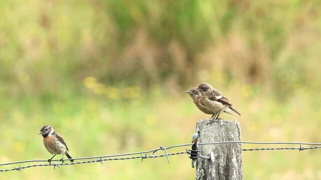 A family of european stonechat on a wire fence, soft orange background, male european stonechat with dark cap, young begging for food, songbird on a fence at the edge of a field, Saxicola rubicola