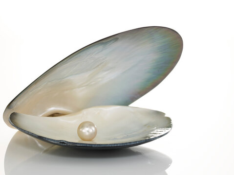 Single precious pearl inside an open oyster shell on white background