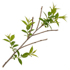 Fototapeta premium Fresh green basil plant with small leaves on branch