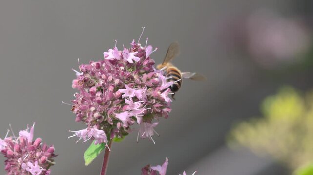 bee on flowering oregano, bee searching for nectar on an oregano blossom, insects on pink flowers, delicate lilac-violet flowers, fine hairs and antennae of a honeybee, Apis, Origanum vulgare