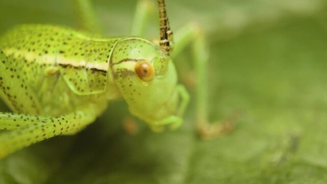 close-up of eastern saw-tailed bush-cricket (barbitistes constrictus) in its natural habitat