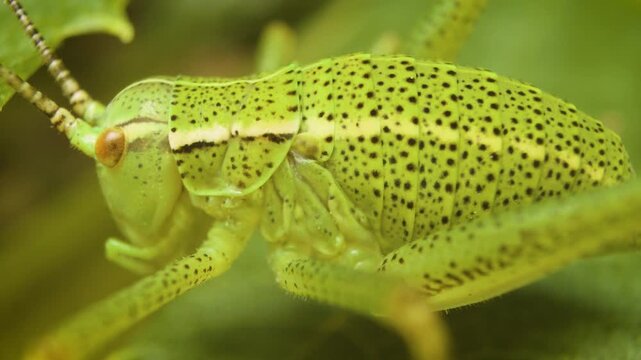 eastern saw-tailed bush-cricket (barbitistes constrictus) , close up