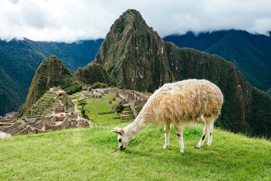 Peru, white llama eating grass with Machu Picchu citadel and Huayna Picchu mountain