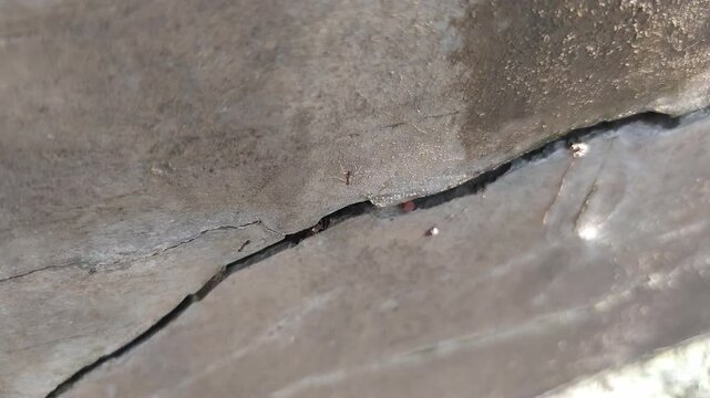ants walking in the gap in the wall