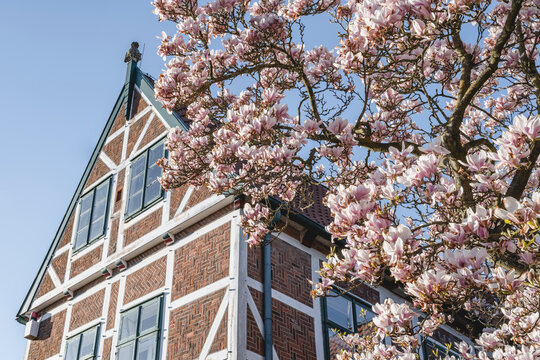 Germany, Altes Land, Jork, Jork town hall in spring