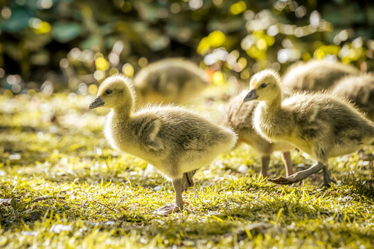 Gray goose gosling walking on green grass in Hamburg