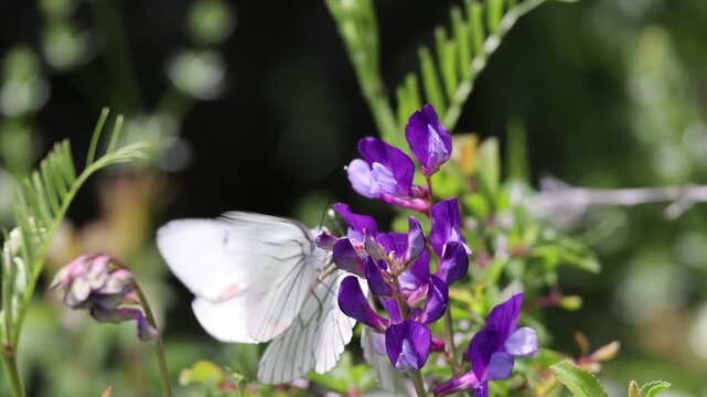 Accouplement de deux papillons Rhopaloc&egrave;res sur une Vesce velue Vicia villosa