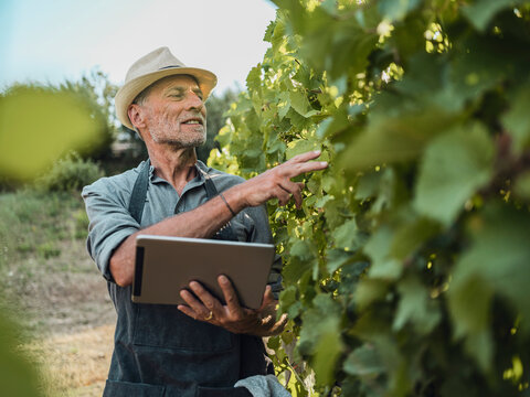Winemaker using tablet computer while inspecting grapevine in Tuscany