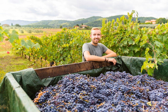 Portrait of smiling young man at trailer with harvested grapes in vineyard