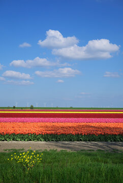 Colorful tulip field and wind turbines in the Netherlands