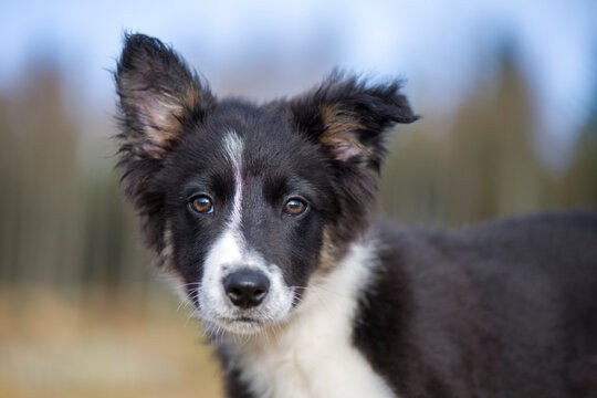 Portrait of Border Collie puppy