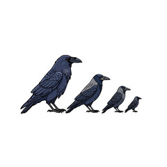 Obraz premium Corvid Bird Species Size Comparison Illustration