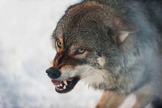 Norway, Bardu, wolf baring teeth