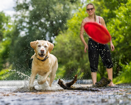 Young woman playing with Labrador Retriever on bank of Rems river