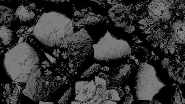 Monochrome rocky ground texture featuring scattered stones, small plants, strong contrast, and depth.