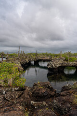 Fototapeta premium Lava rock arches framing tidal pool with cacti, Galapagos Islands. Multiple volcanic bridges over dark water with mangroves and overcast sky.
