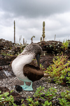 Blue footed booby preening on volcanic rock, Galapagos Islands. Close ground level view with cactus and green vegetation under overcast sky.